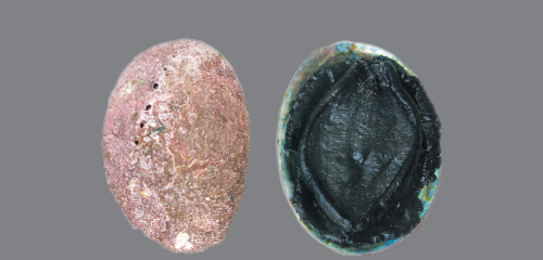 paua-52 paua-52